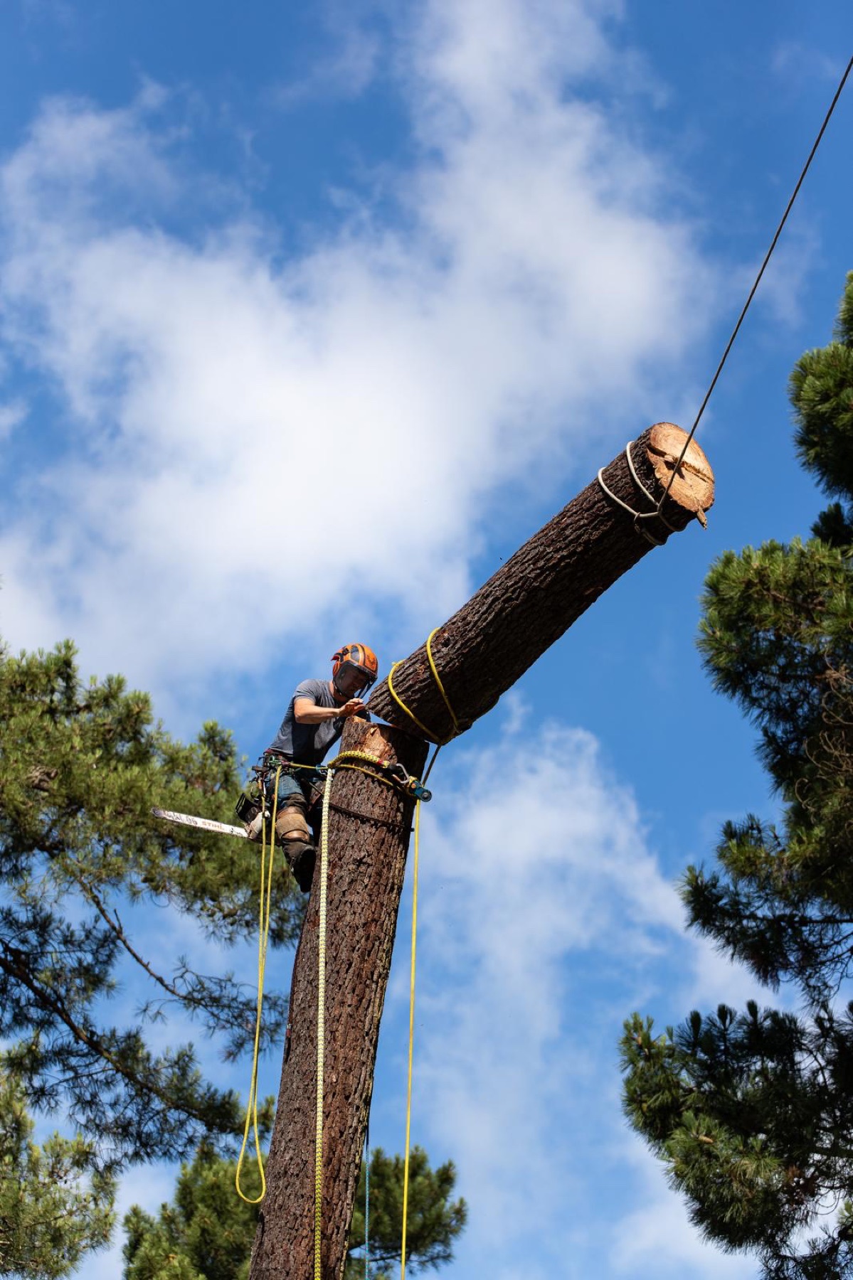 Démontage d'un tronc par sections, arboriste en hauteur