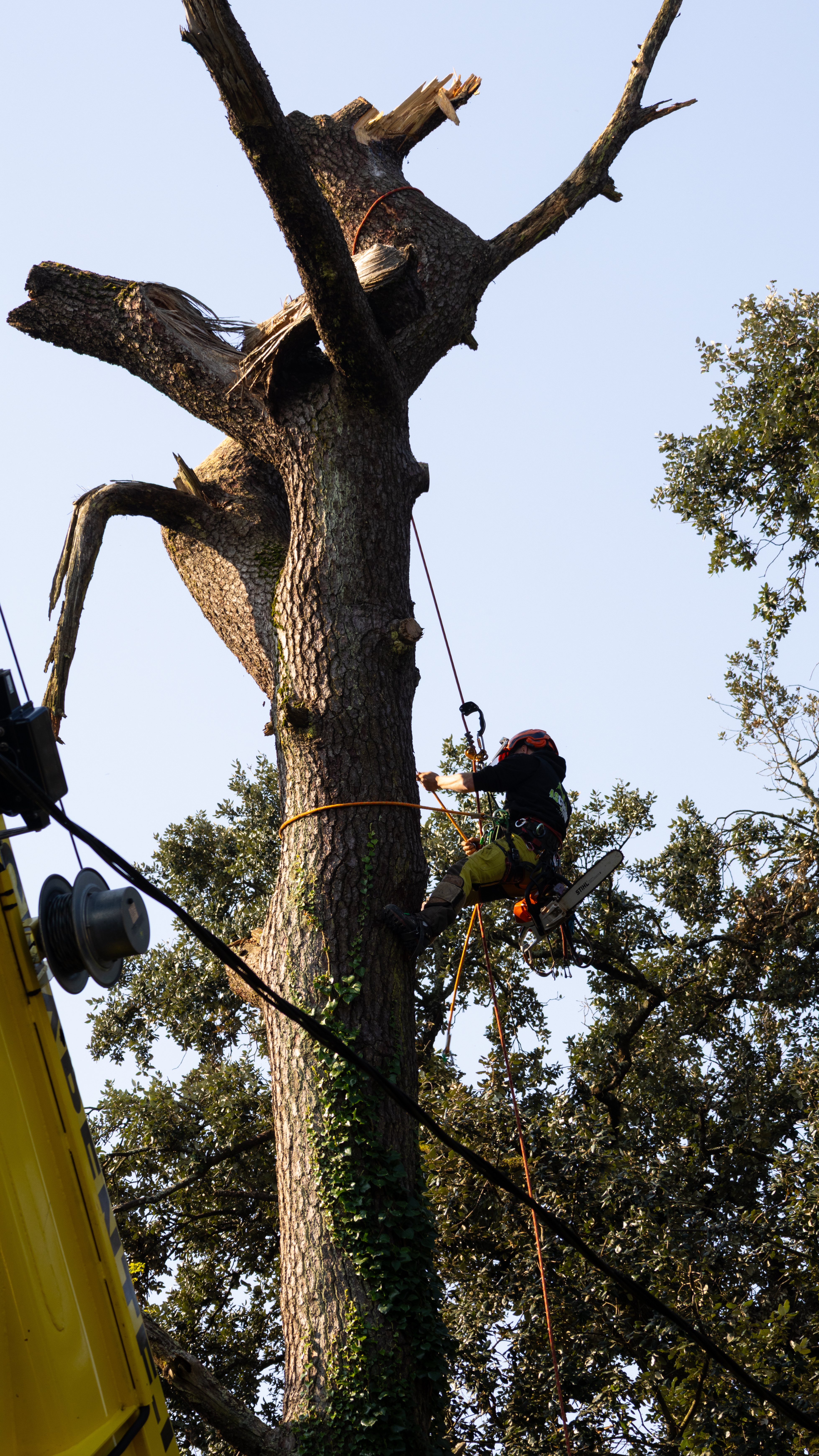 Élagage d’arbres à Royan par un élagueur professionnel