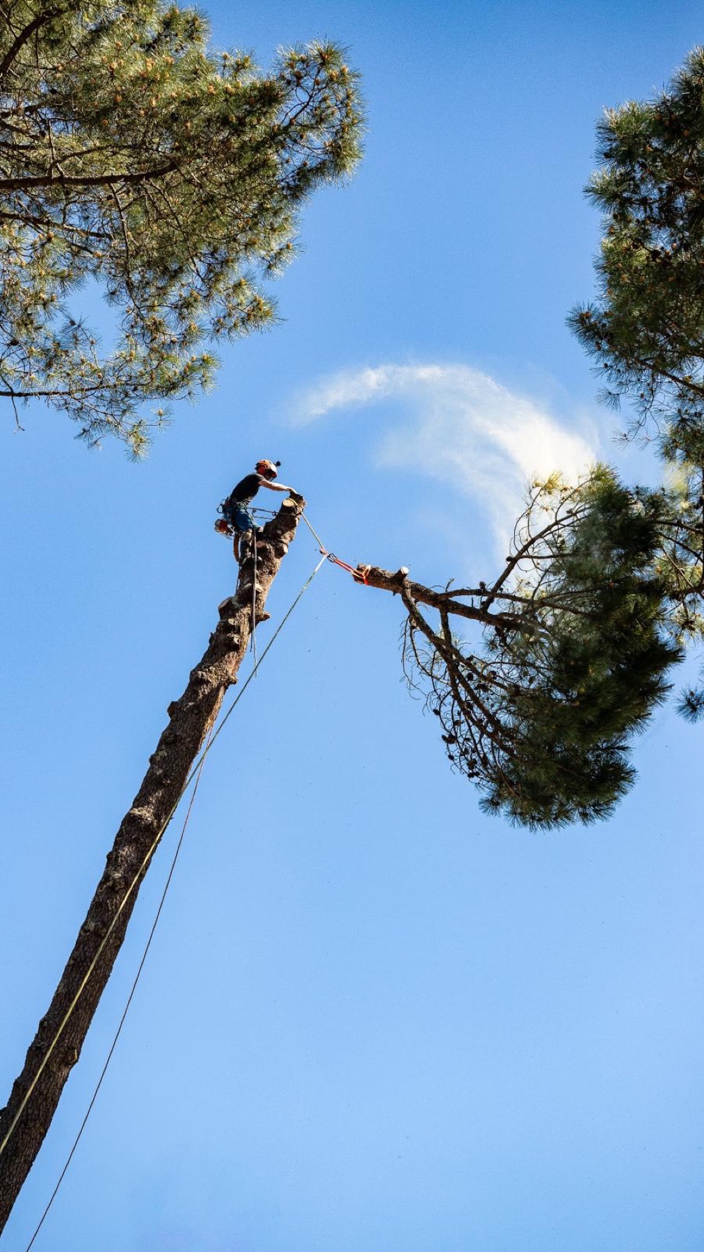 Arboriste grimpeur d'Ascension en démontage au sommet d'un pin à Royan