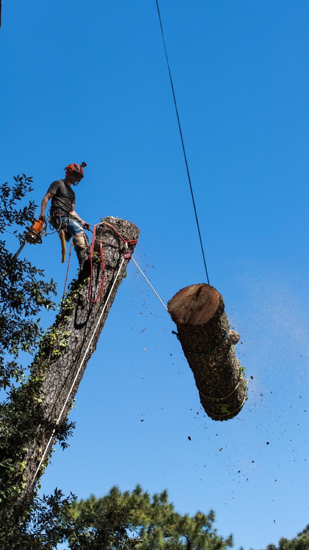 Bille de bois descendue par rigging lors d'un démontage technique