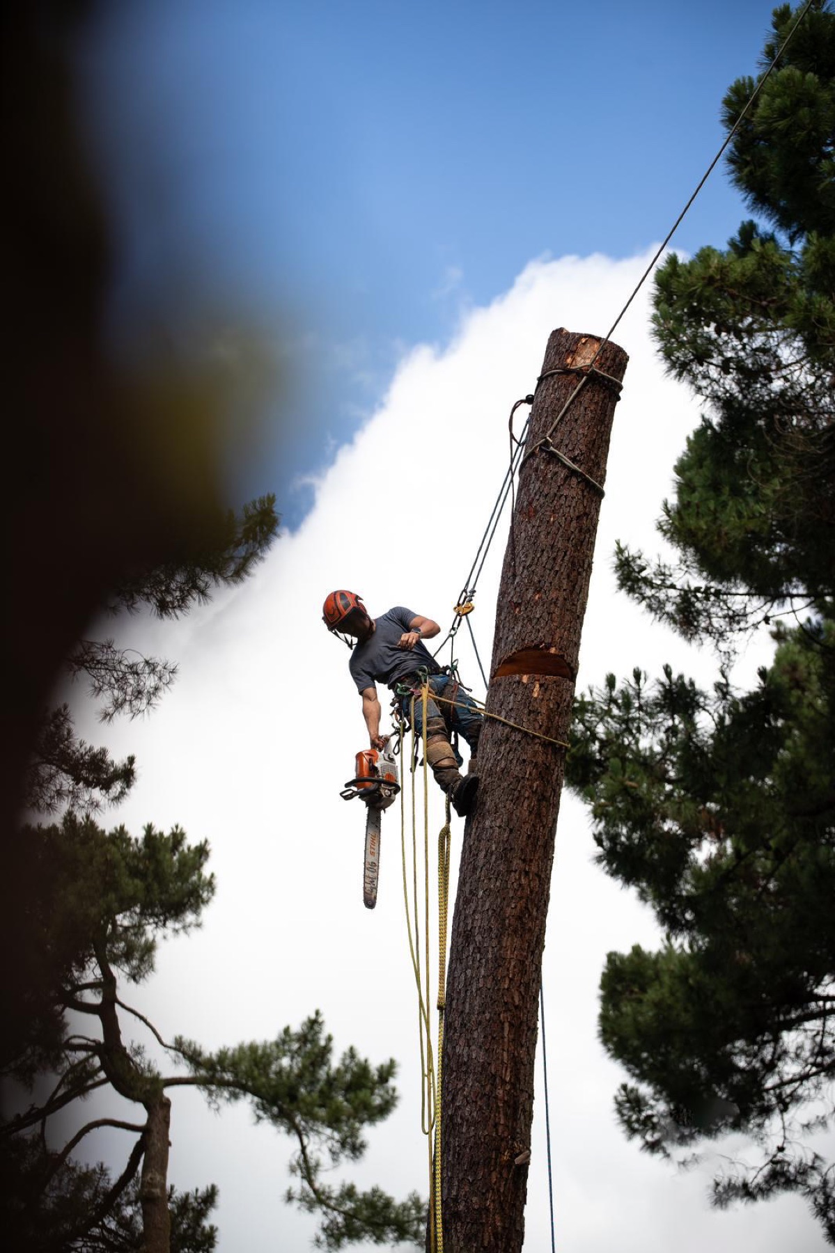 Élagueur avec sa tronçonneuse STIHL au sommet d'un tronc